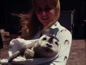 Seals at New England Aquarium