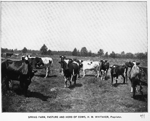 Spring Farm pasture and cows in Amherst