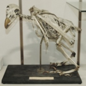 Mounted eagle skeleton, 1851 [WAM 00161]