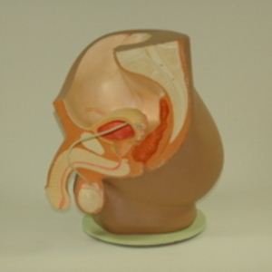 Replica of Dickinson-Belskie model of male urinary system, 1945-2007
