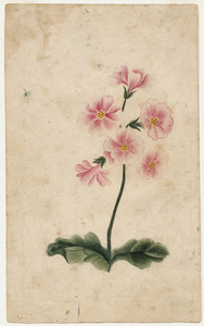 Watercolor drawing of geranium