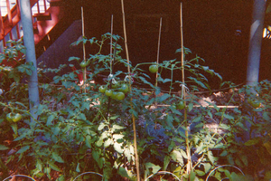 Charlotte's vegetable garden