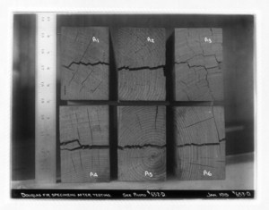 Douglas fir specimens after testing