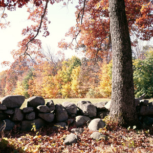 Stone wall in fall, Codman House, Lincoln, Mass.
