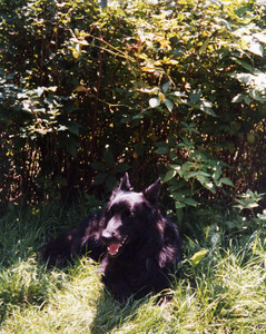 Ardennes, Gloria Xifaras Clark's Belgian sheepdog