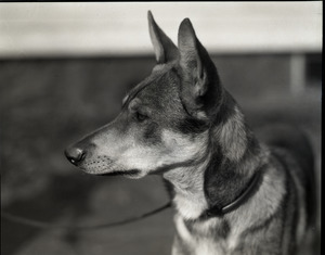 Dogs: German shepherd in profile