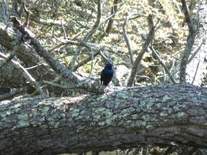 Grackle perched on a fallen tree, Wellfleet Bay Wildlife Sanctuary