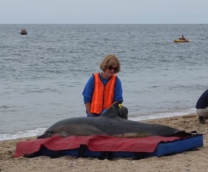 International Fund for Animal Welfare volunteer cares for stranded dolphins lying on cushions near the water, with crowd looking on