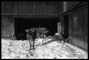 Cows and Nina Keller by the barn, Montague Farm commune