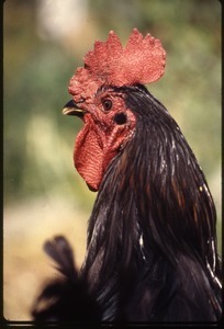 Rooster, Wendell Farm
