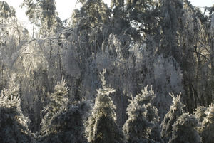 Line of ice-covered evergreens