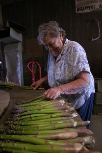 Hibbard Farm: woman at a round table, sorting and bunching asparagus