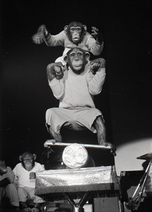 Chimpanzee vaudeville act opening for the Grateful Dead at Sargent Gym, Boston University: two chimpanzees on a balance board
