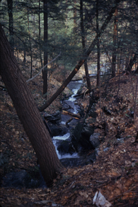 Eastern hemlock stand above Diana's Bath on South Branch Birch Brook.