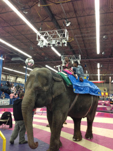 Wilmington Circus--MA Shriners