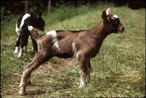 Young goat kids