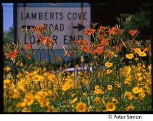 Daylilies growing in from of sign for Lamberts Cove Road, Marthas Vineyard