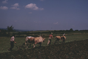 Cow teamwork, Orašac
