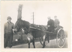 Typical French wagon and donkey, Lt. Bill Leidy