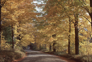 Sugar maple hedgerow on Northwest Hill Road in golden autumnal foliage 4.
