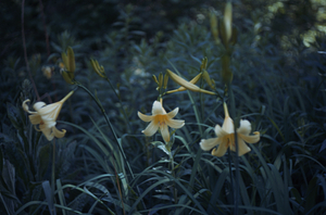 Lemon Daylilies (Hemerocallis lilioasphodelus) in Buxton Garden.
