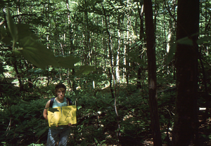 Birch Strips - White Birch Regeneration Study - White Birch Study Area. Strip Treatment Plot 2A. Landscape orientation.