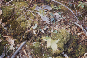 Trailing arbutus (Epigaea repens) in flower along Upper Loop Trail.