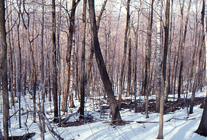 Birch Strips - White Birch Regeneration Study - White Birch Study Area. Isolation Strip 1.5 tree survey. 7.