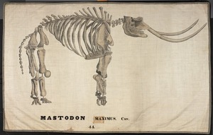 Orra White Hitchcock drawing of mastodon maximus skeleton