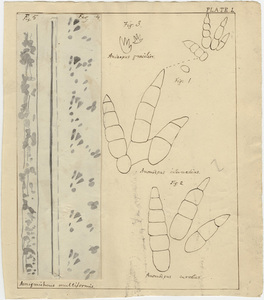 Drawings of the fossil footprints of several species