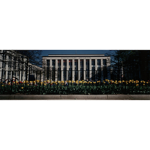 Krentzman Quadrangle in spring