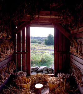 Interior view of the corn crib with garlic, Casey Farm, Saunderstown, R.I.