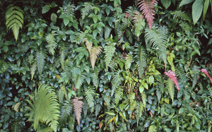 Vertical landscape of ferns