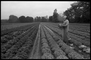 Lettuce pickers in the fields, probably western Massachusetts: view of worker down long rows of lettuce