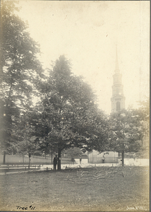 Tree Number Eleven in the Boston Common