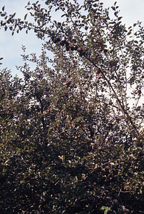 Apples (Malus domestica) growing in the Moon Lot - Primmer Farm.