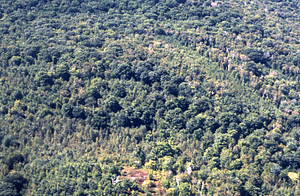 Aerial color image of the Birch Strips in Moon Hollow with open knoll of old Goodrich Farm in the foreground. False Color Infrared/True Color Project.