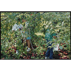 Boys collect apples in an orchard