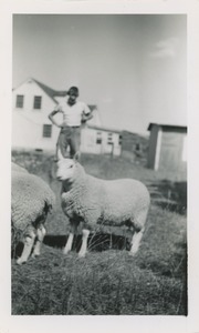 Basil (Cheviot sheep), Aline's son, sold Aug. 5 months, $25: owned by Robert Brackley, New Salem Academy Class of 1955