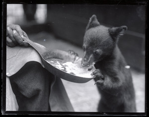 Bear cub eating from a frying pan