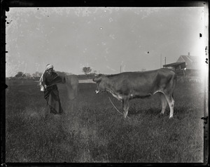 Reuben Austin Snow, the cross-dressing hermit of Cape Cod, waving a cape in front of a disinterested Jersey cow