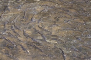 Alewife teeming in the water during the herring run at the Stony Brook Grist Mill and Museum