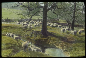 Sheep grazing by steam in rolling fields