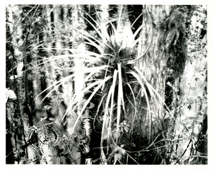 Bromeliad in swamp and rain