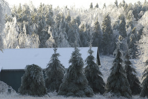 Line of ice-covered evergreens