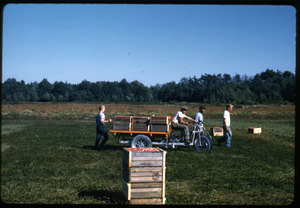 Cranberry harvest, with bog cart hauling full crates; Duxbury Cranberry Company