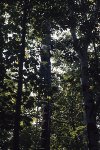 W. Scott MacLachlan (Class of 1977) measuring a paper birch tree as part of NSF-URP Trends in the Productivity of Forest Trees study.