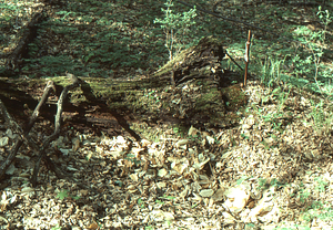 Sugar maple rotting log evidence of September, 1938 hurricane 48 years later.