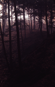 Ford Glen with Eastern hemlock trees.