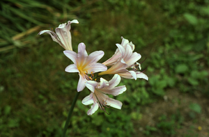 Resurrection lily (Lycoris squamigera) growing in Buxton garden.